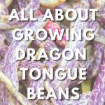 how to grow dragon tongue beans