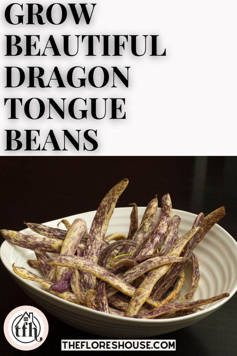 dragon tongue beans