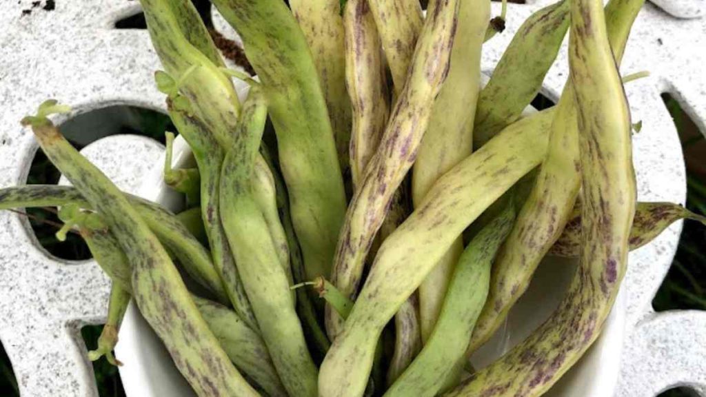 dragon tongue beans for sale