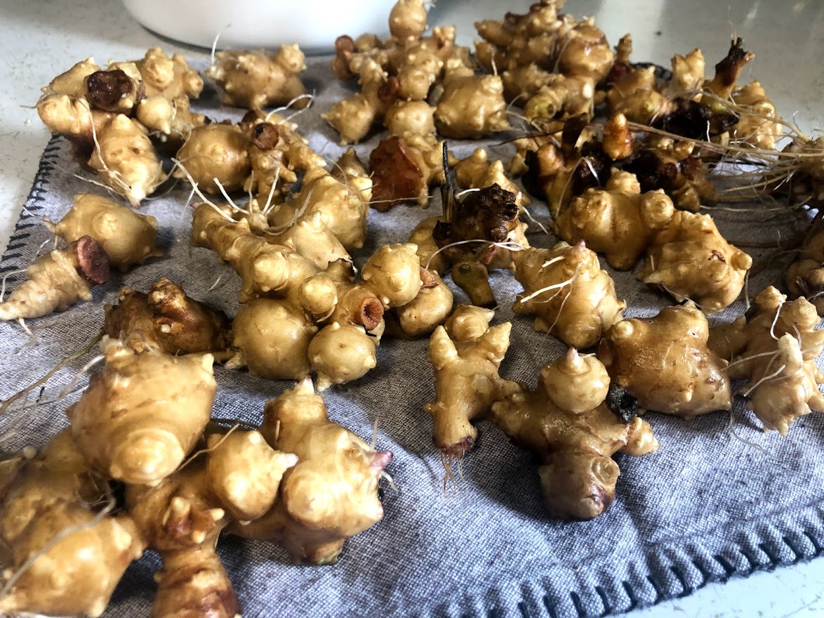 fresh and organic jerusalem artichokes 
