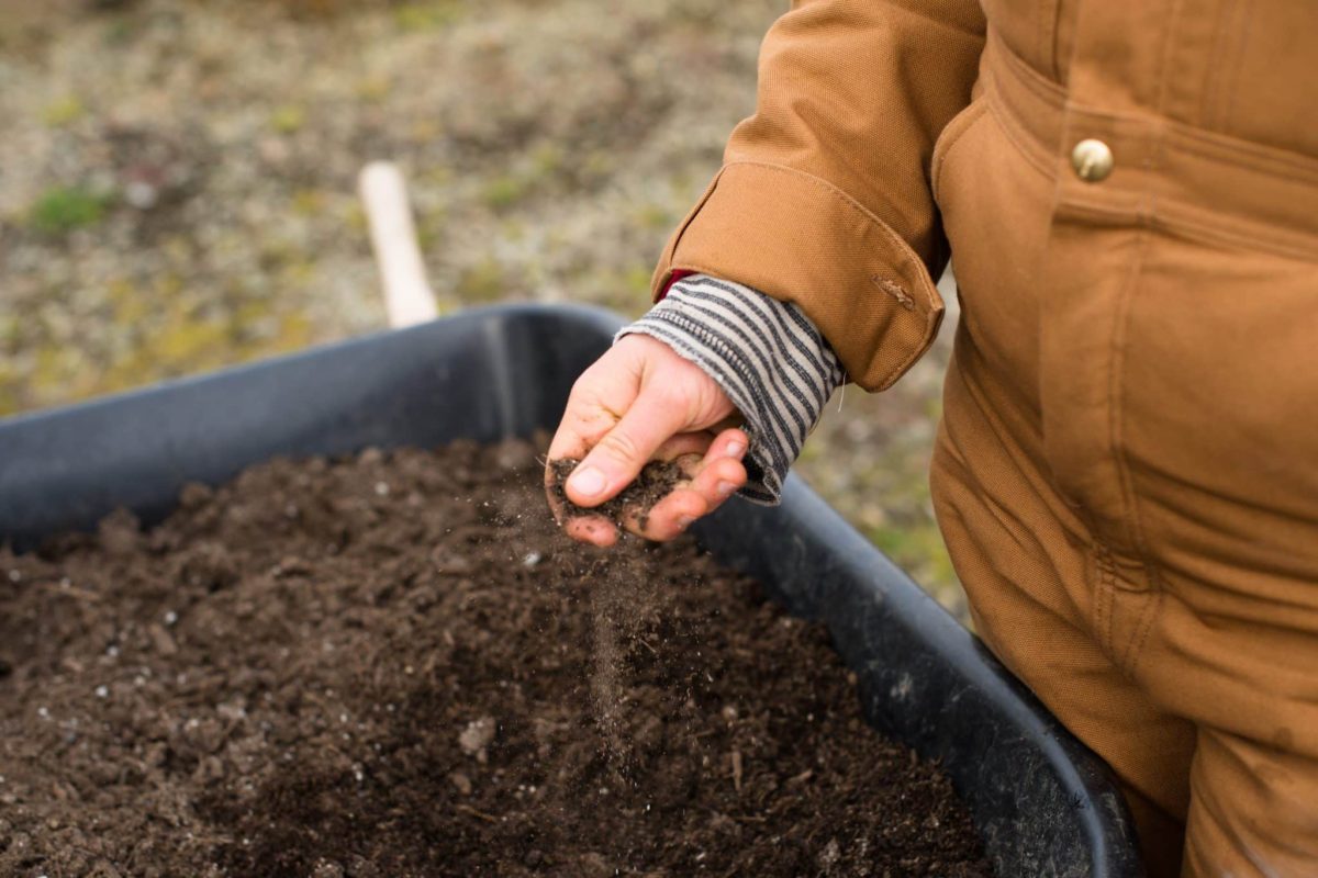 companion planting improves soil