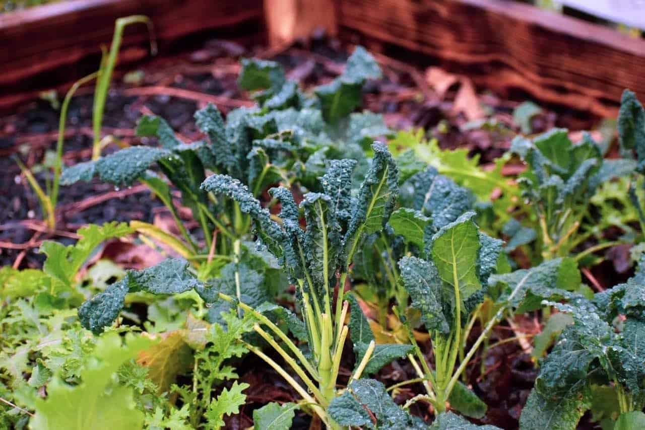 kale and lettuce polyculture method