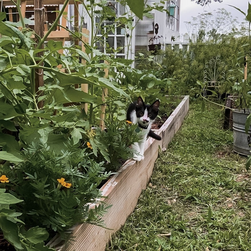 Sharkie the tuxedo cat in our polyculture jungle garden