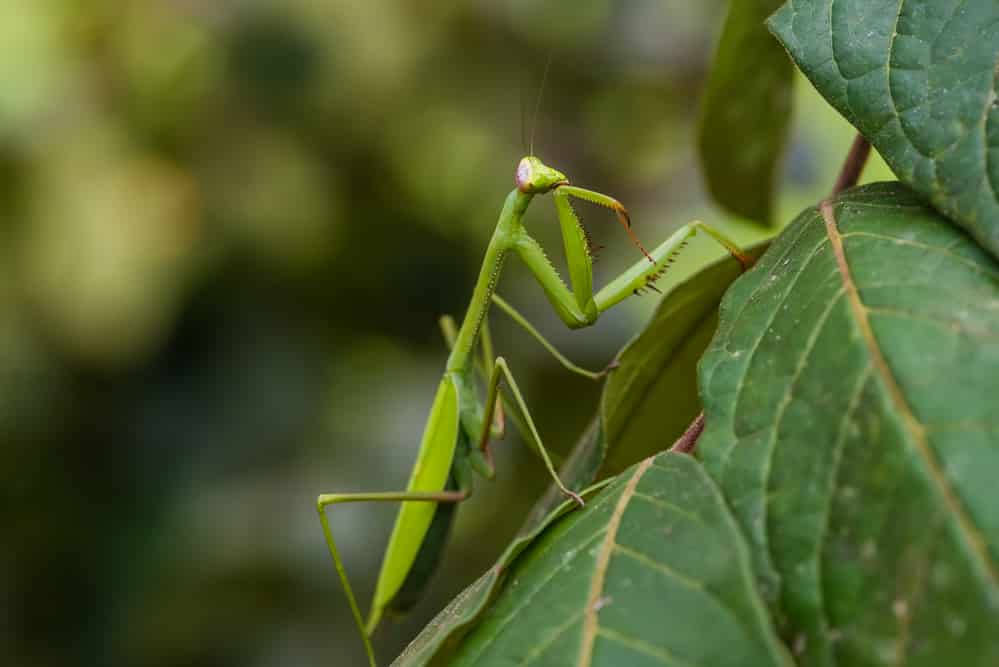 a praying mantis in a polyculture pesticide free gardening