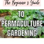 permaculture principles gardening