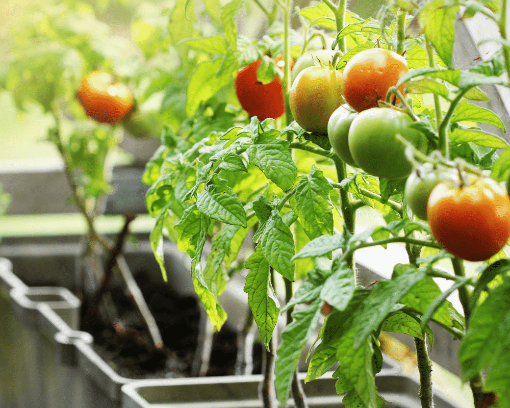 tomatoes growing in containers