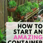 start an amazing container garden pin