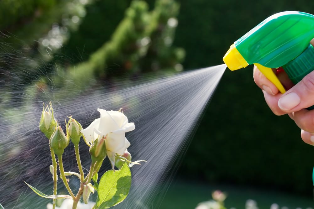 spraying roses with pesticides