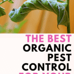 the best organic pest control