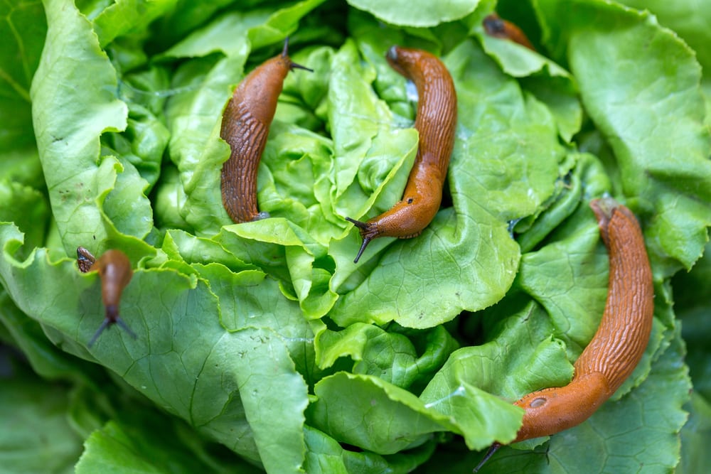 slugs destroying lettuce organic pest control options