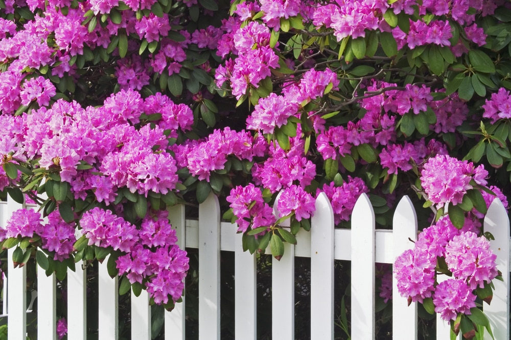 Beautiful Fence Ideas for Vegetable Gardens