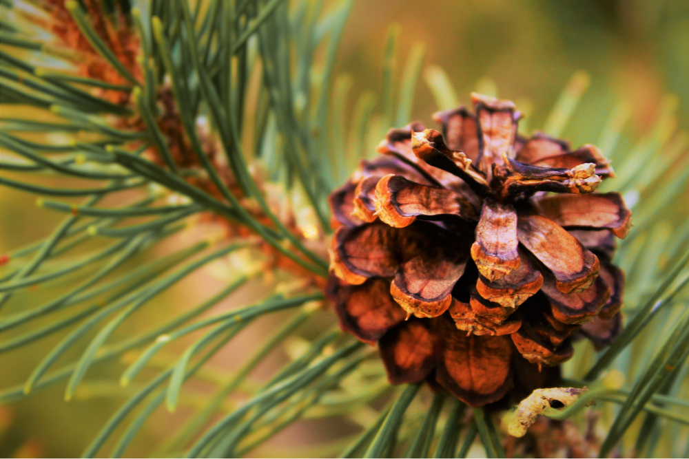 native trees pine