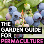 permaculture design