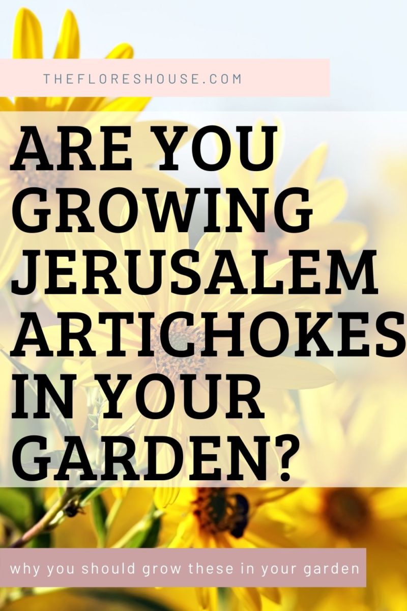 are you growing jerusalem artichokes in your garden?