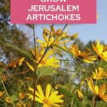 Jerusalem artichokes
