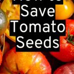 how to save tomato seeds