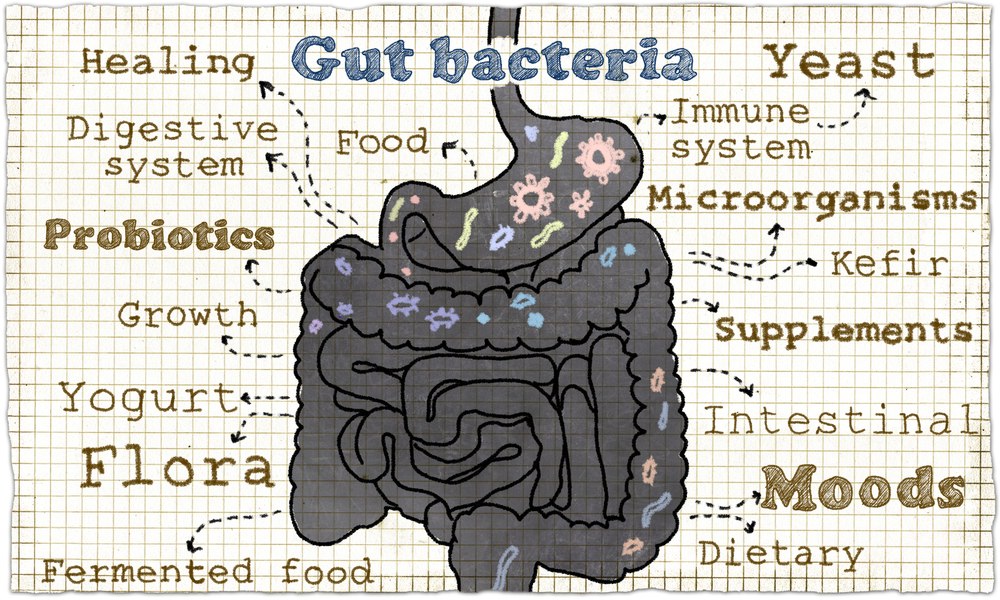 biodiversity in the gut microbiome