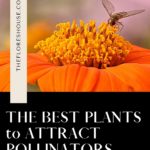 Attract Pollinators to your Garden