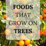 foods that grow on trees