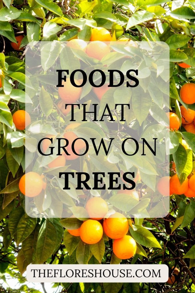 foods that grow on trees