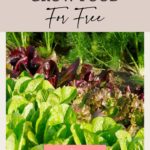 Ways to Grow Food for Free