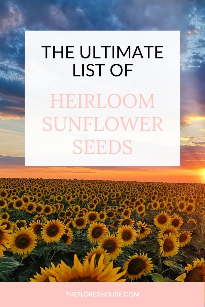 heirloom sunflower seeds