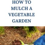 How to Mulch a Vegetable Garden
