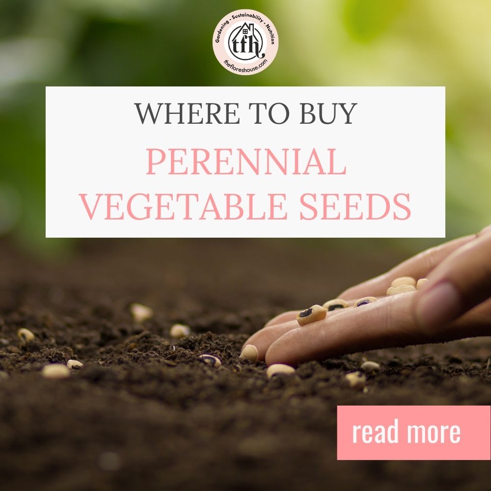 where to buy perennial vegetable seeds