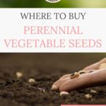Perennial Vegetable Seeds
