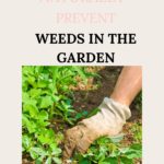 prevent weeds in the garden