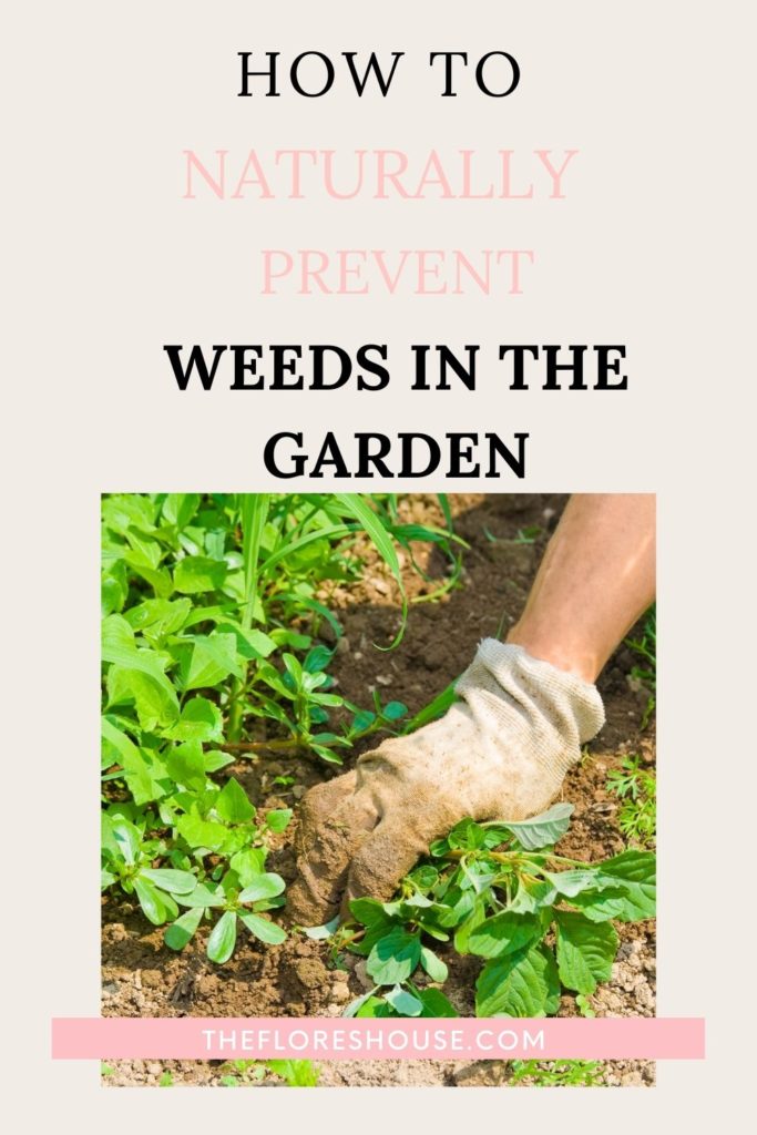 prevent weeds in the garden