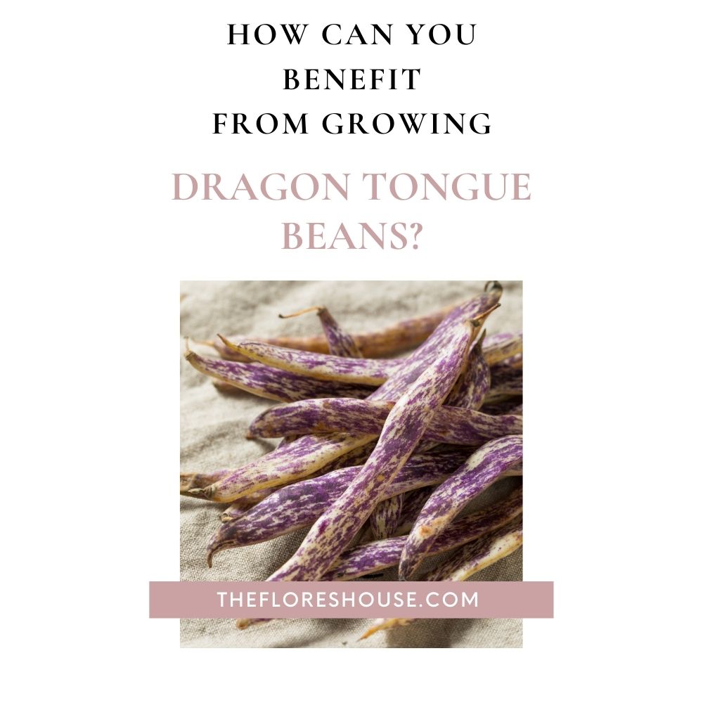 how to grow and harvest dragon tongue beans