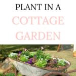 What to Plant in a Cottage Garden