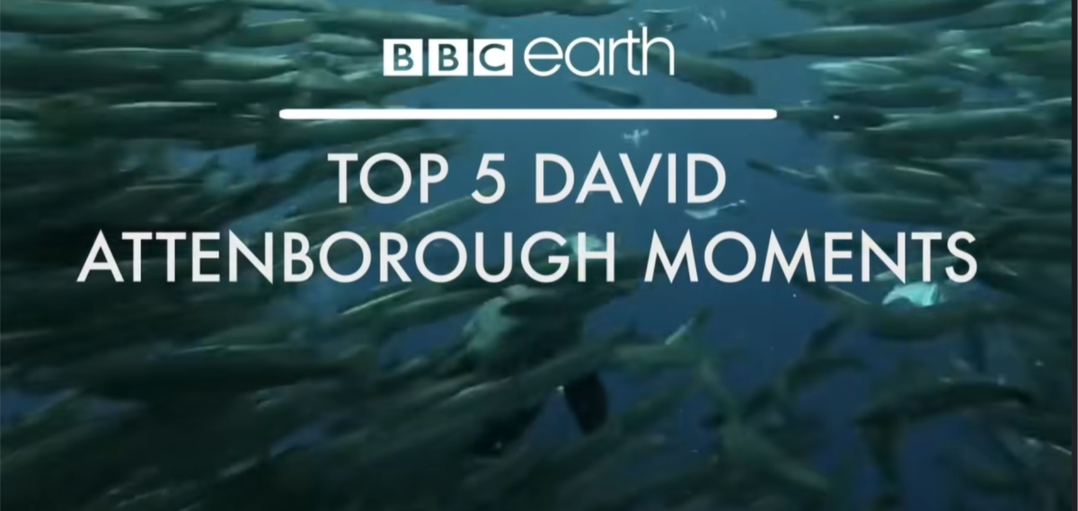 bbc earth top 5 david attenborough moments
