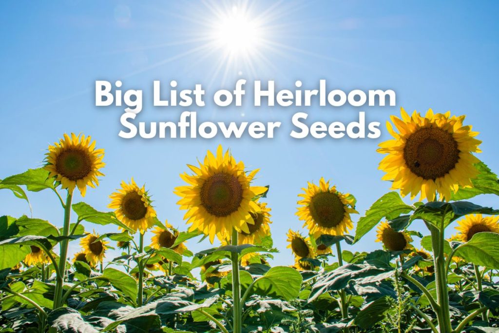 Big List of Heirloom Sunflower Seeds