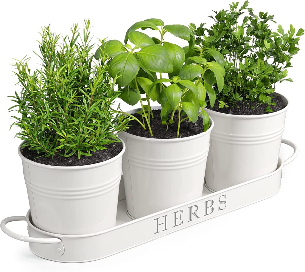 container garden for herbs