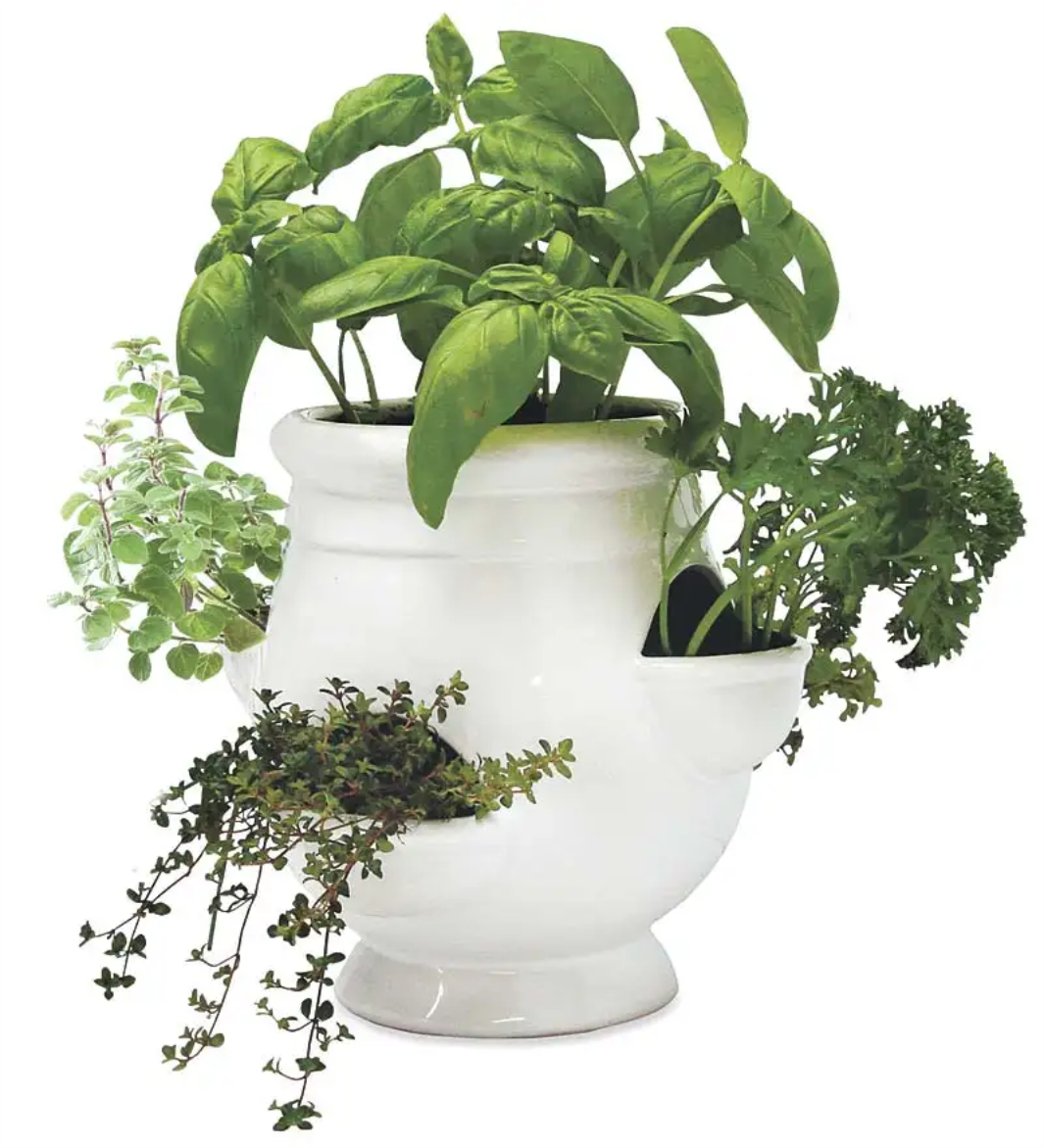 white ceramic pot herb garden