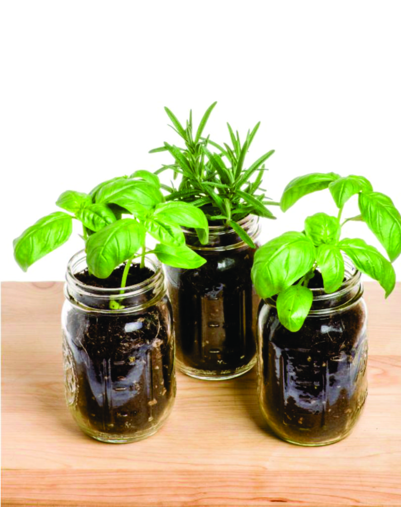 herbs in jars