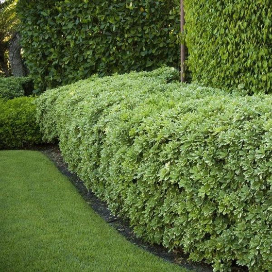 the best privacy hedge