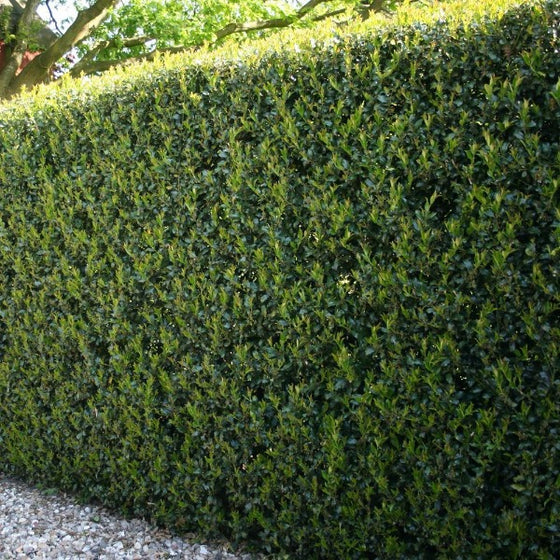 the best privacy bushes for north carolina