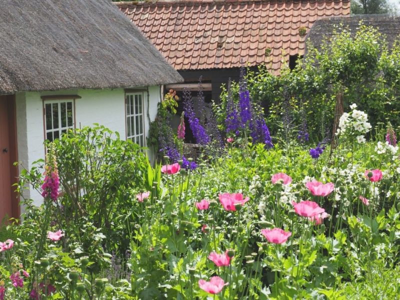 what to plant in a cottage garden