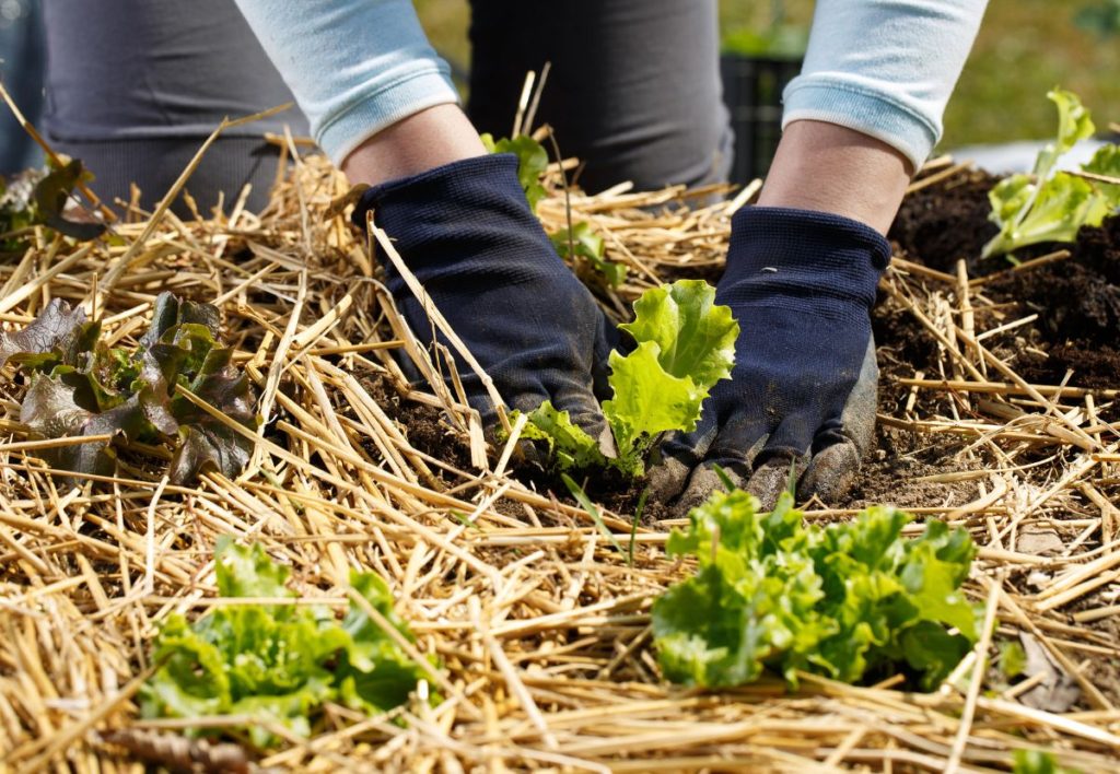 how to mulch a vegetable garden