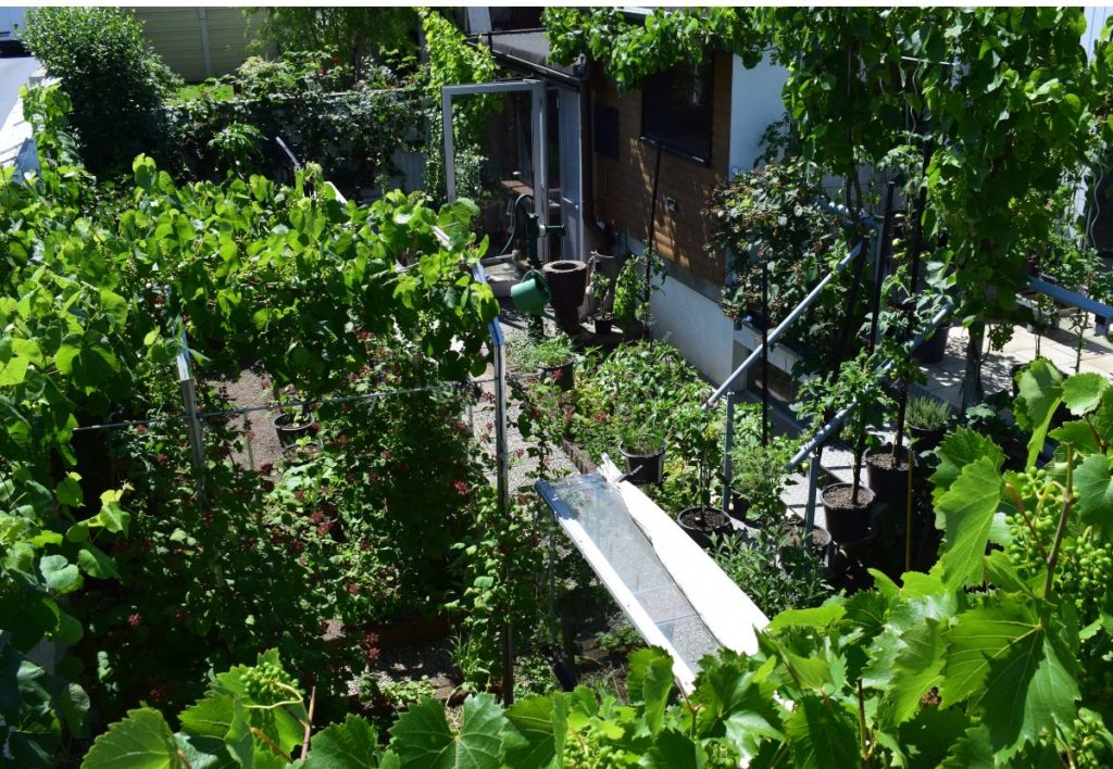 small permaculture garden ideas