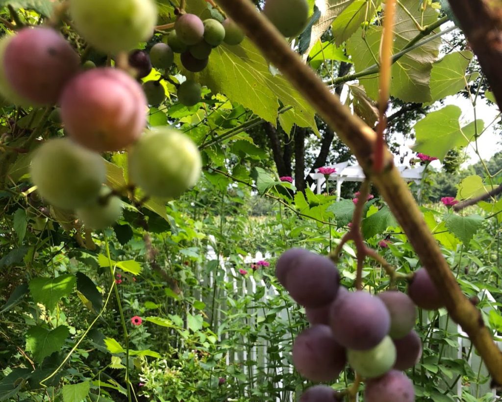 grapes in an edible front yard garden