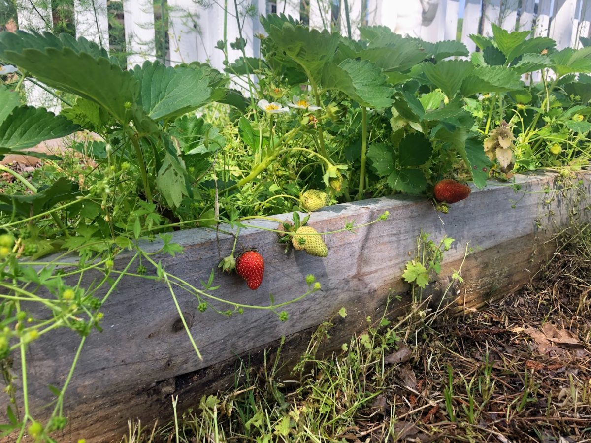 grow an edible front yard