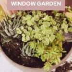 window garden design for the kitchen