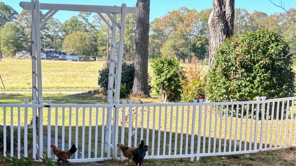 zippity fence and arbor
