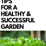 tips for a successful garden