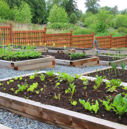 1 4 vegetable garden layout