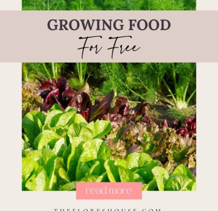 ways to Grow Food for Free